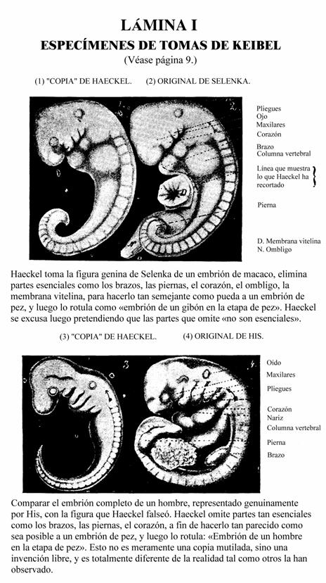 imágenes fraudulentas de embriones de Haeckel