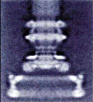 Micrografía compuesta del motor
                    flagelar