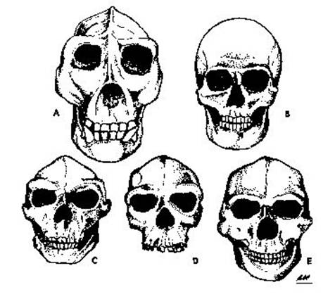 Comparacin de crneos de gorila,
                    hombre, pithecanthropus, rhodesia, sinanthropus