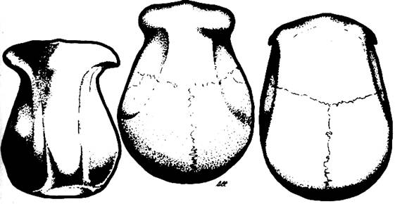 Crani
                      de gorilla femella (esquerra), Pithecanthropus
                      (centre), i un pap nadiu modern (dreta), vistos
                      des de dalt.