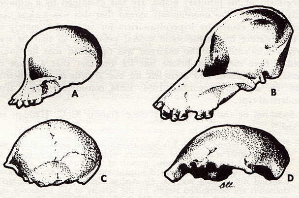 Comparaci de cranis juvenils i adults
                          (arrodoniment)