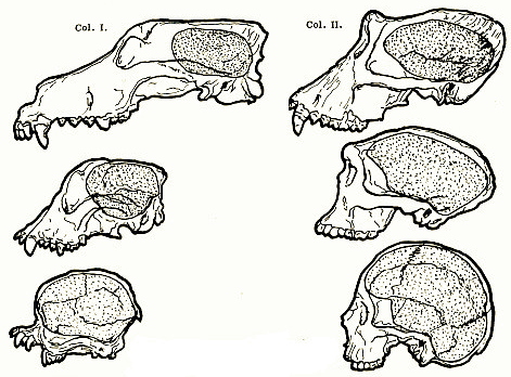 Comparaci de cranis ... Gos llop,
                          bulldog, spaniel, gorilla, Pithecanthropus,
                          Homo sapiens