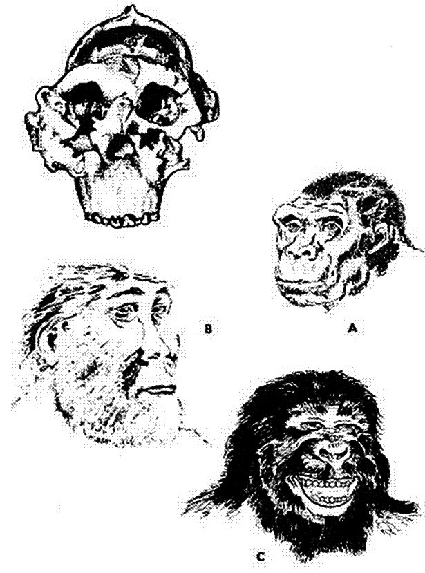 Crneo y reconstrucciones del
                    Zinjanthropus