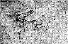 Fòssil d'Archaeopteryx
